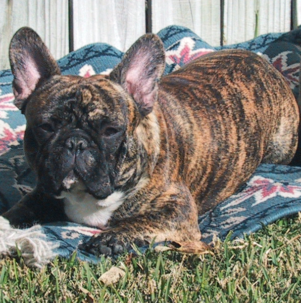 tiger striped french bulldog for sale